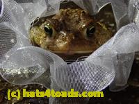 /home//u458753944/public_html/sourcegallery/////Roxborough Toad Detour/2021/2021-03-31/P3310123.JPG